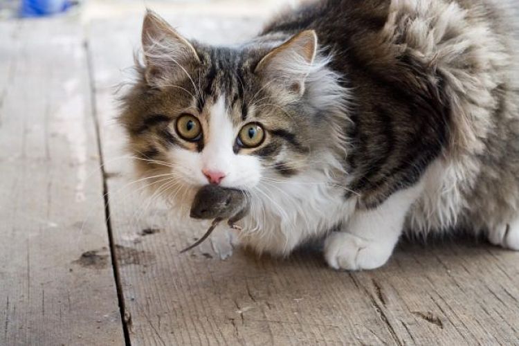 gato