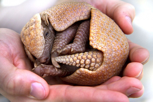Armadillo
