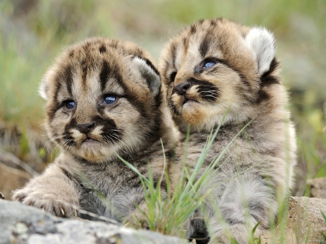 Cachorritos de puma