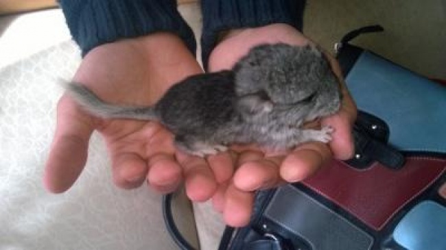 Chinchilla de una semana de nacido