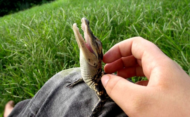 Cocodrilo