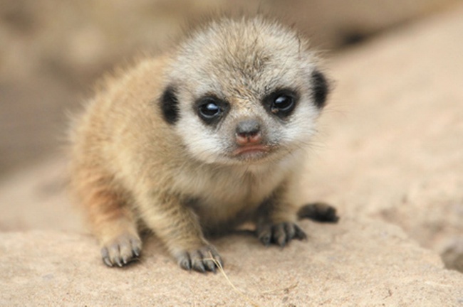 Cria de suricata