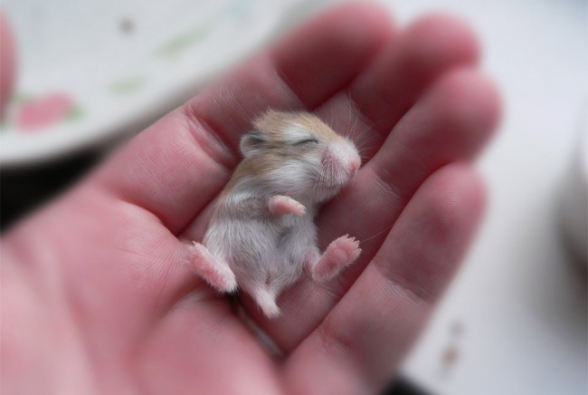Hamster