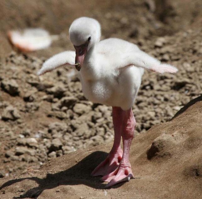 Polluelo de flamingo