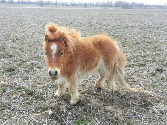 Un pony durante su tierna infancia