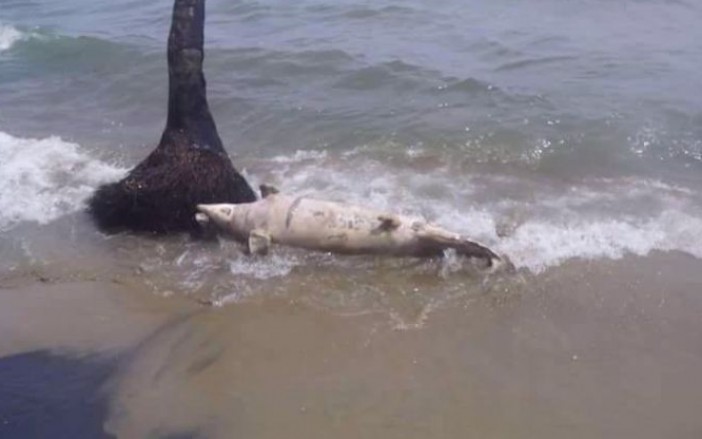 delfin muerto