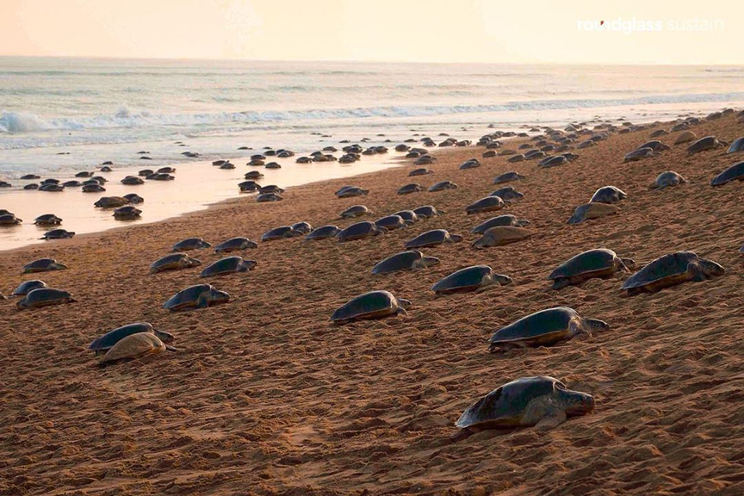 miles de tortugas invaden playas vacías de la india para anidar