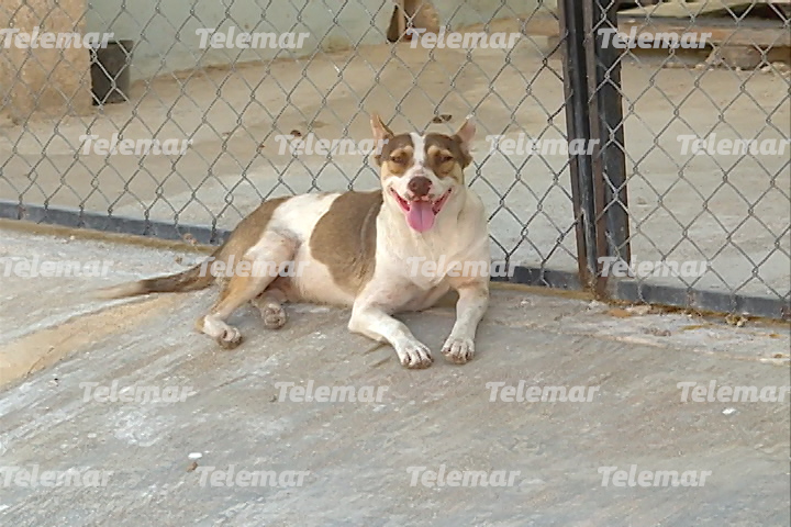 SENADORA DE MORENA ADMITE QUE MANDÓ A SACRIFICAR A MÁS DE 10 MIL PERROS