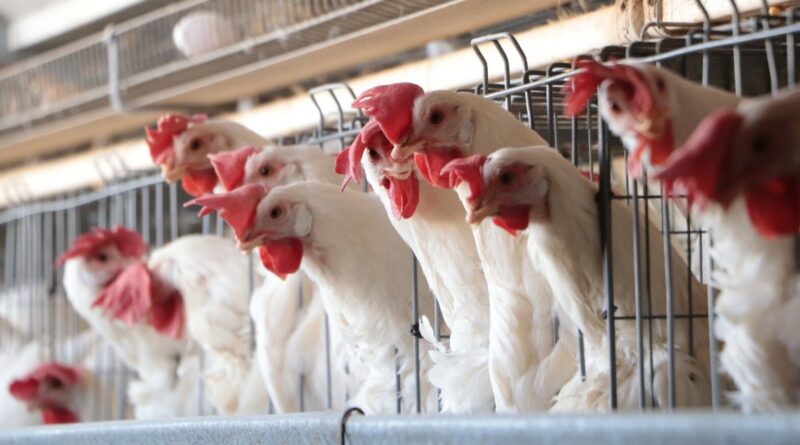 La gripe aviar no se transmite hacia los humanos: COPRISCAM