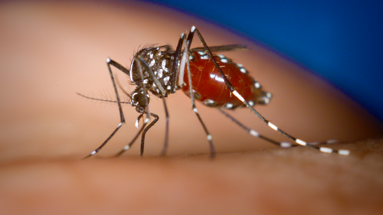 Temen brote de dengue por proliferación de mosquitos