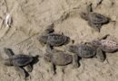 En riesgo anidación de tortuga marina por la erosión
