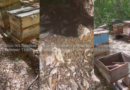 DENUNCIAN NUEVA MORTANDAD DE ABEJAS EN SUC-TUC; CON LAS MÁS DE 50 COLMENAS PERDIDAS EN MENOS DE UN MES SUMAN CASI 100