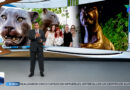 CIRCULAENREDES: “¡SE LE CAYÓ LA MENTIRA DEL REGALO A LAYDA!”; LA ESCULTURA DEL JAGUAR COSTÓ $1.6 MILLONES