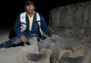 CON $14 MIL ANUALES A CAMPAMENTOS TORTUGUEROS, EL GOBIERNO DE LAYDA SE “LEVANTA LA CORBATA” PARA PRESUMIR QUE APOYA A LA ECOLOGÍA: COSGAYA