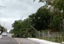 FUERTES VIENTOS DERRIBAN ÁRBOLES Y POSTES 